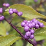 Callicarpa