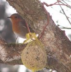 Rouge-gorge - Oiseau