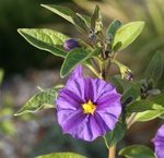 Solanum rantonnetii