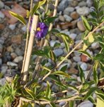 Solanum rantonnetii