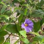 Solanum rantonnetii