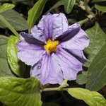 Solanum rantonnetii