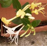 Lonicera - Chèvrefeuille