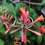 Lonicera - Chèvrefeuille