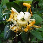 Lonicera - Chèvrefeuille