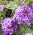 Verveine des jardins - Verbena