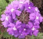 Verveine des jardins - Verbena