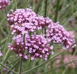 Verveine de Buenos-Aires - Verbena bonariensis