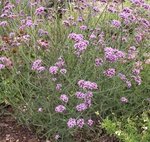 Verveine de Buenos-Aires - Verbena bonariensis