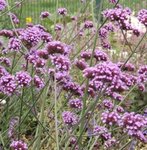 Verveine de Buenos-Aires - Verbena bonariensis