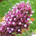 Verveine de Buenos-Aires - Verbena bonariensis