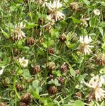 Trèfle blanc - Trifolium repens