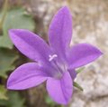 Campanule des murailles - Campanula muralis