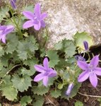 Campanule des murailles - Campanula muralis