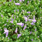 Campanule des murailles - Campanula muralis