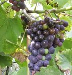 Raisin - Vitis - Vigne