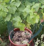 Raisin - Vitis - Vigne