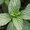 Menthe - Mentha