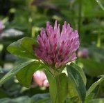 Trèfle rouge des prés - Trifolium pratense