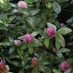 Trèfle rouge des prés - Trifolium pratense