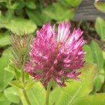 Trèfle rouge des prés - Trifolium pratense