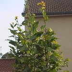 Topinambour - Helianthus tuberosus