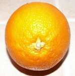 Orange - Citrus sinensis - Agrume