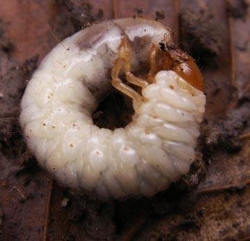 Gros vers blanc dans le compost, larve blanche dans le compost : la larve  de cétoine