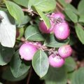 Symphorine - Symphoricarpos - Symphoricarpus