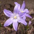 Chionodoxa luciliae - Gloire des neiges