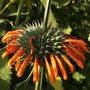 Leonotis leonurus - Queue de lion