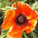 Papaver orientale - Pavot d'Orient