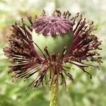 Papaver orientale - Pavot d'Orient