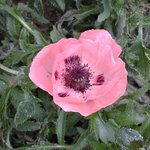 Papaver orientale - Pavot d'Orient