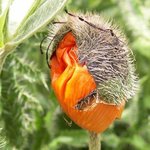 Papaver orientale - Pavot d'Orient