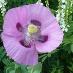 Papaver orientale - Pavot d'Orient