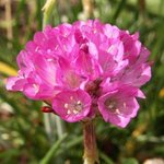 Armeria maritima - Gazon d'Espagne - Oeillet de mer