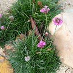 Armeria maritima - Gazon d'Espagne - Oeillet de mer