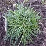 Armeria maritima - Gazon d'Espagne - Oeillet de mer