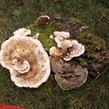 Polypore - Champignon