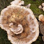 Polypore - Champignon