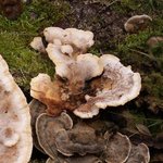 Polypore - Champignon