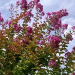 Lagerstroemia indica - Lilas des Indes