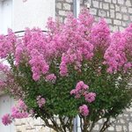 Lagerstroemia indica - Lilas des Indes