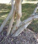 Lagerstroemia indica - Lilas des Indes