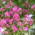 Lagerstroemia indica - Lilas des Indes