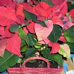 Poinsettia - Etoile de Noël - Euphorbe pulcherrima