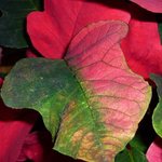 Poinsettia - Etoile de Noël - Euphorbe pulcherrima