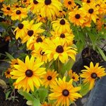 Rudbeckia