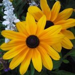 Rudbeckia